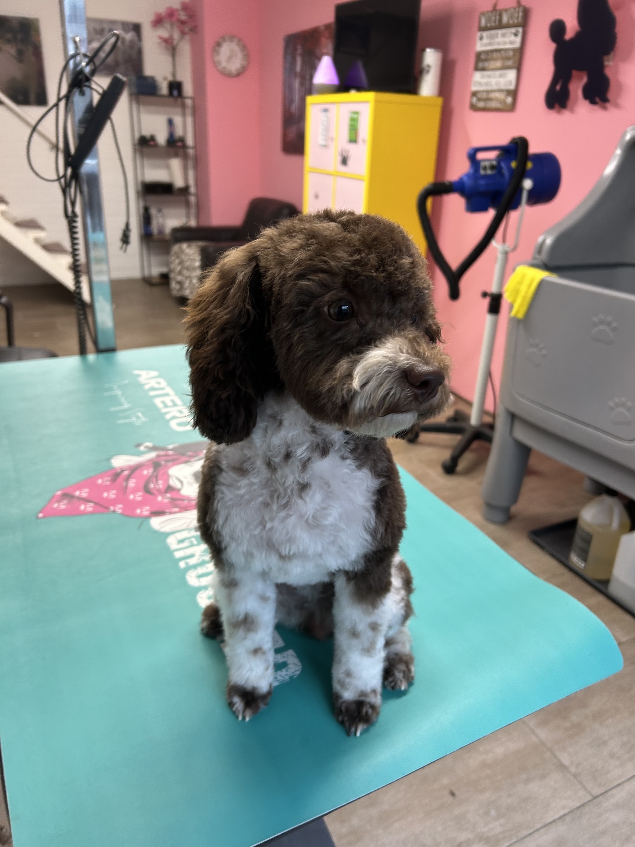 Een getrimde bruin-witte hond zit op de turquoise trimmat in de roze trimsalon
