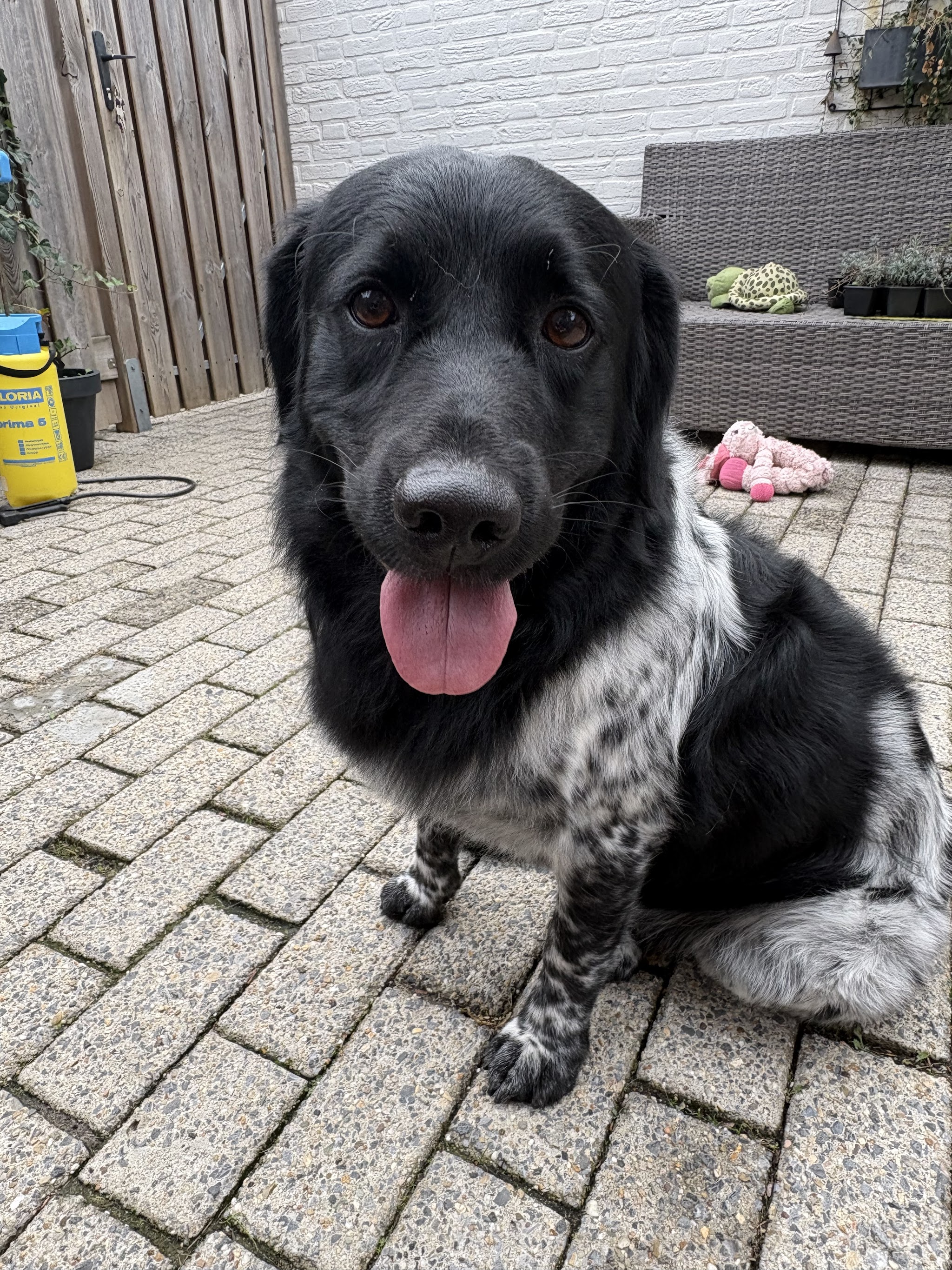 Een zwart-witte hond zit met zijn tong uit op een terras