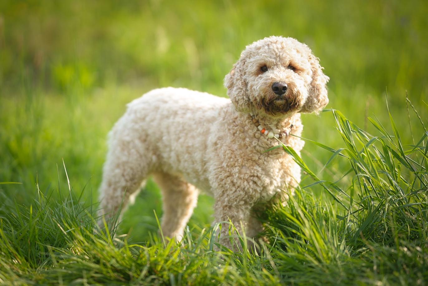 Een pas getrimde, crèmekleurige doodle staat in het gras