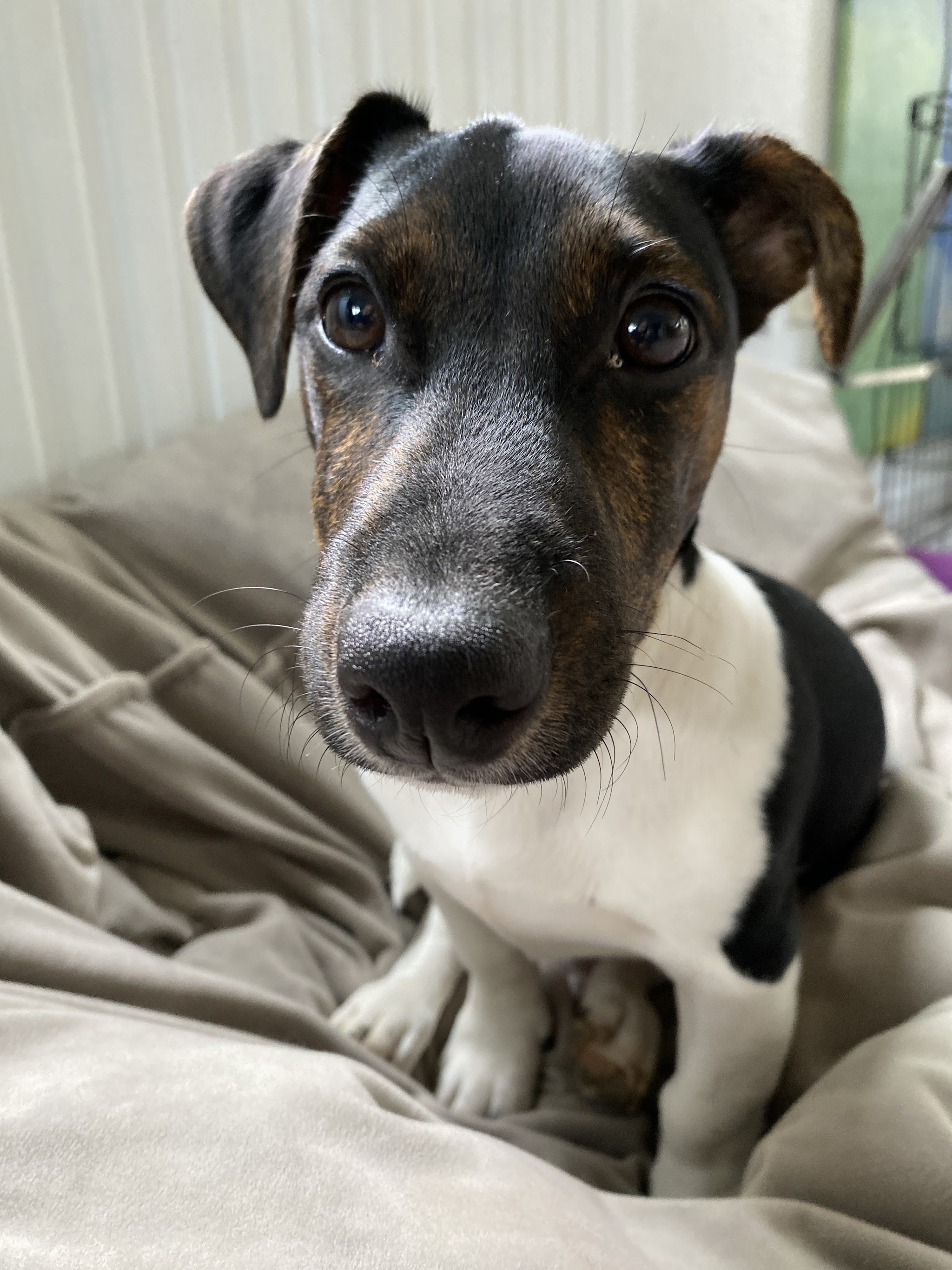 Een jonge hond kijkt nieuwsgierig in de camera